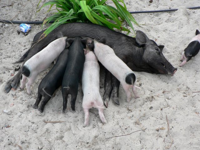 36- Une portee de cochons en train de teter goulument 